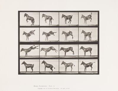 Plaka 659. Katır; A, B, Tekmeleme ve Tekmeleme; Ruth by Eadweard Muybridge