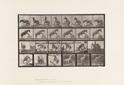 Plaka 660. Katır; Çeşitli Performanslar Denver by Eadweard Muybridge