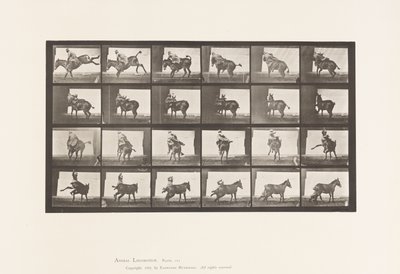 Plaka 661. Katır; A, B, Ateşe Dayanıklı Hayvan Ruth by Eadweard Muybridge