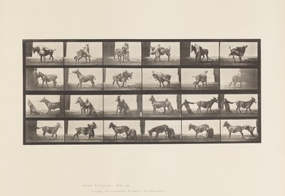 Plaka 662. Katır; A, B, A Ateşe Dayanıklı Hayvan Denver by Eadweard Muybridge