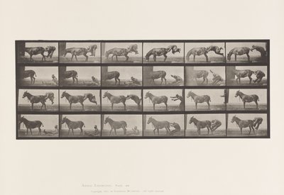 Plaka 663. Katır; A, B, A Ateşe Dayanıklı Hayvan Denver by Eadweard Muybridge