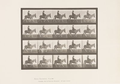 Plaka 666. Eşek; Yürüme; Sele; Bir Kız Binme, Hayvanat Bahçesi by Eadweard Muybridge