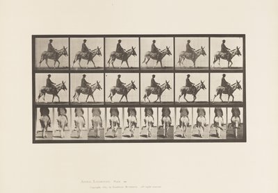 Plaka 667. Eşek; Yürüme; Sele; Bir Çocuk Binme, Hayvanat Bahçesi by Eadweard Muybridge