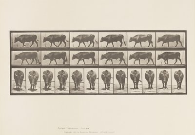 Plaka 670. Öküz; Yürüme by Eadweard Muybridge