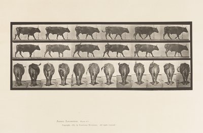 Plaka 671. Öküz; Yürüme by Eadweard Muybridge