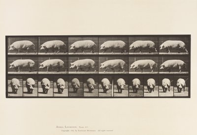 Plaka 673. Domuz; Yürüme by Eadweard Muybridge
