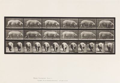 Plaka 674. Domuz; Yürüme by Eadweard Muybridge