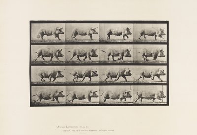 Plaka 675. Ekmek; paça by Eadweard Muybridge