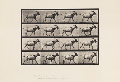 Plaka 676. Keçi; Yürüme by Eadweard Muybridge