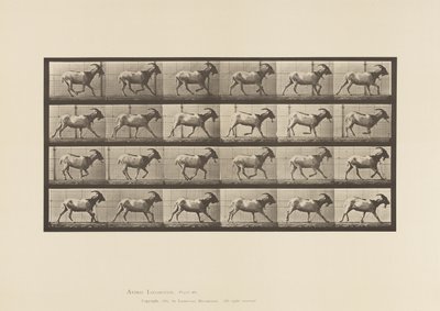 Plaka 679. Keçi; dörtnala by Eadweard Muybridge