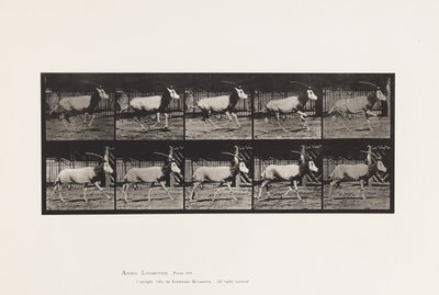 Plaka 680. Orex; dörtnala by Eadweard Muybridge