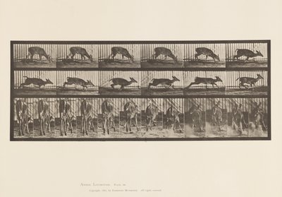 Plaka 681. Virginia Geyiği; (Boynuzsuz) Buck Yürüyüşü by Eadweard Muybridge