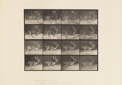 Plaka 682. Nadas; Buck; A, Paça; B, Dörtnala by Eadweard Muybridge