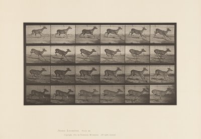 Plaka 683. Virginia Geyiği; (Boynuz yok); Buck; dörtnala by Eadweard Muybridge