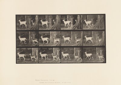 Plaka 685. Alageyik; Buck ve Doe; paça by Eadweard Muybridge
