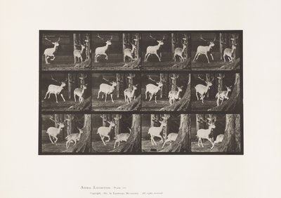Plaka 686. Alageyik; Buck ve Doe; dörtnala by Eadweard Muybridge