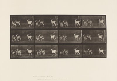 Plaka 687. Alageyik; Buck ve Yapar Grubu; dörtnala by Eadweard Muybridge