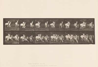 Plaka 688. Alageyik; Buck ve Yapar Grubu; dörtnala by Eadweard Muybridge