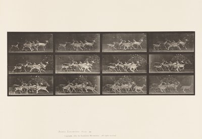 Plaka 690. Alageyik; Buck ve Yapar Grubu; Çeşitli Hareketler by Eadweard Muybridge