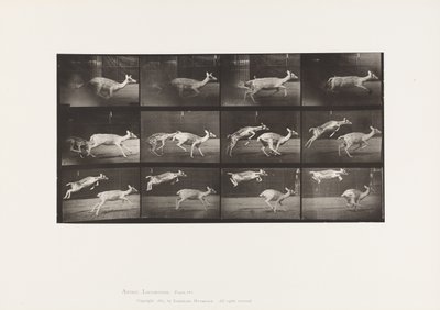Plaka 691. Alageyik; geyik; dörtnala; ve Çocuk; Atlama by Eadweard Muybridge