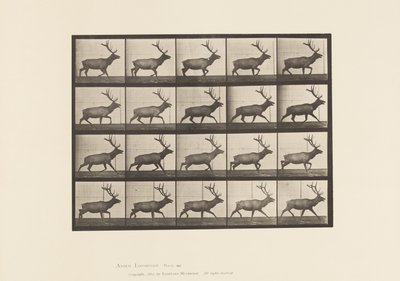 Plaka 692. Elk, Paça by Eadweard Muybridge