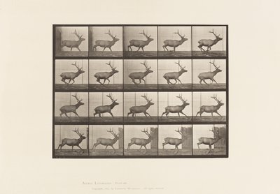 Plaka 693. Elk, Dörtnala by Eadweard Muybridge