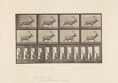 Plaka 694. Elk, Dörtnala by Eadweard Muybridge
