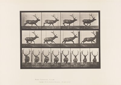Plaka 695. Elk, Dörtnala by Eadweard Muybridge