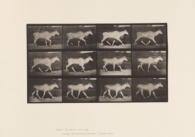 Plaka 696. Eland, Paça by Eadweard Muybridge