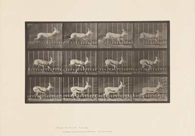 Plaka 698. Antilop; dörtnala by Eadweard Muybridge