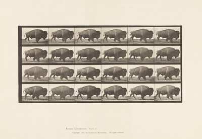 Plaka 699. Bufalo; Yürüme by Eadweard Muybridge