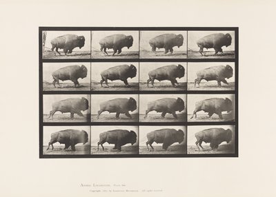 Plaka 700. Bufalo; dörtnala by Eadweard Muybridge