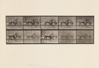 Plaka 701. Gnu; Yürüme by Eadweard Muybridge