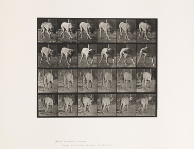 Levha 703. Köpek; Yürüme; Kesintili Mastiff-Dread by Eadweard Muybridge