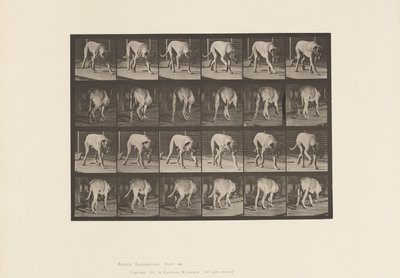 Plaka 704. Köpek; Yürüme; mastiff by Eadweard Muybridge