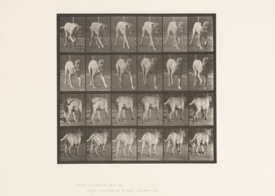 Plaka 705. Köpek; paça; mastiff by Eadweard Muybridge
