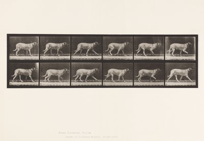 Plaka 706. Köpek; paça; mastiff by Eadweard Muybridge