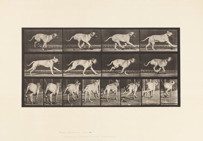 Plaka 707. Köpek; dörtnala; mastiff by Eadweard Muybridge