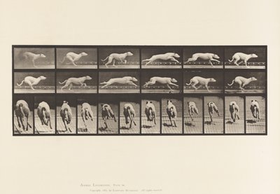 Plaka 710. Köpek; dörtnala; Beyaz Yarış Hound Maggie by Eadweard Muybridge