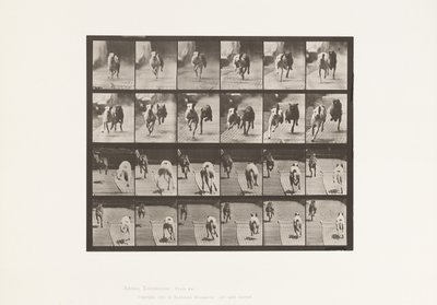 Plaka 711. Köpekler; İki Yarış; A, B; Yarış Tazıları, Ike ve Maggie by Eadweard Muybridge