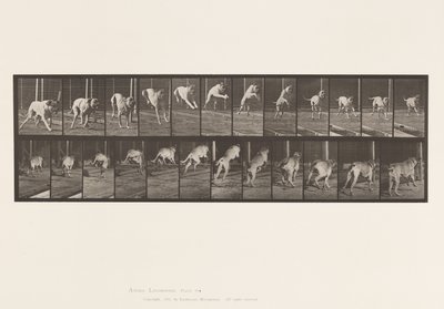 Plaka 712. Köpek; Zıplama Engeli; Mastiff, Korku by Eadweard Muybridge