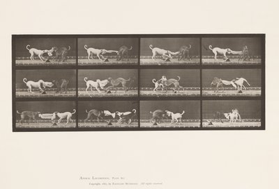 Plaka 715. Köpekler; Üç, Bir Havluyu Çekmek, Ike, Maggie, vb. by Eadweard Muybridge