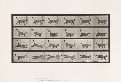 Plaka 716. Kedi; Yürüyüş, Dörtnala Değiştir by Eadweard Muybridge