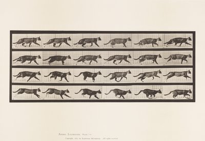 Plaka 718. Kedi; paça; Dörtnala Değiştir by Eadweard Muybridge