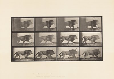 Plaka 722. Aslan; Yürüme by Eadweard Muybridge