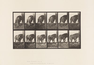 Plaka 724. Aslan; Yürümek, Dönmek by Eadweard Muybridge