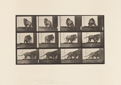 Plaka 725. Aslan; Yürümek, Dönmek by Eadweard Muybridge