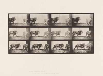 Plaka 726. Aslan ve Dişi Aslan; Yürüme by Eadweard Muybridge