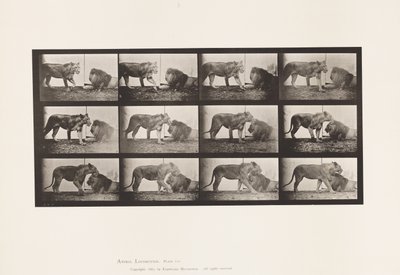 Plaka 727. Dişi aslan; Yürüme; Aslan; Uzanmak by Eadweard Muybridge