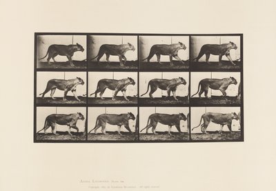 Plaka 728. Dişi aslan; Yürüme; Aslan; Uzanmak by Eadweard Muybridge